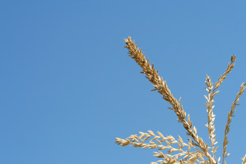 Corn plant top against blue sky