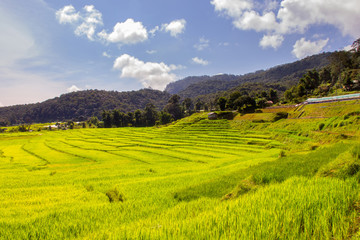 Green Terraced Rice Field in Mae Klang Luang , Mae Chaem, Chiang Mai, Thailand