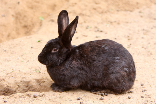 Kaninchen
