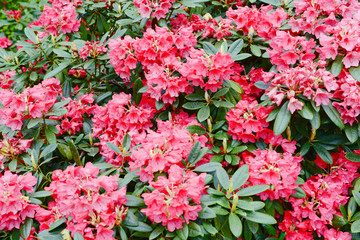 pink rhododendron