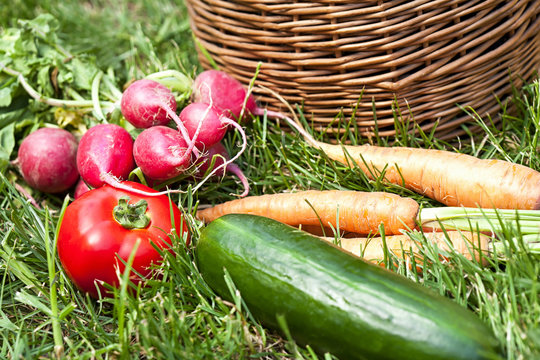 fresh seasonal organic vegetables