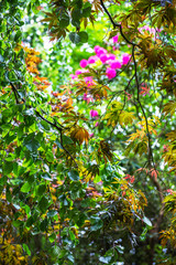 Obrazy na Plexi  Zbliżenie na piękne, oświetlone słońcem drzewa w ogrodzie