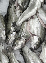 Rainbow Trout