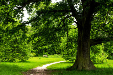 Fototapeta na wymiar Big Green Oak Tree and Old Bench in the Park