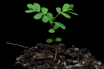Small plant on pile of soil ,young plant on black background