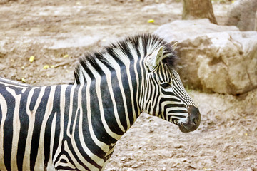 Fototapeta na wymiar Zebras in their natural habitat.