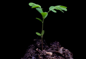 Small plant on pile of soil ,young plant on black background