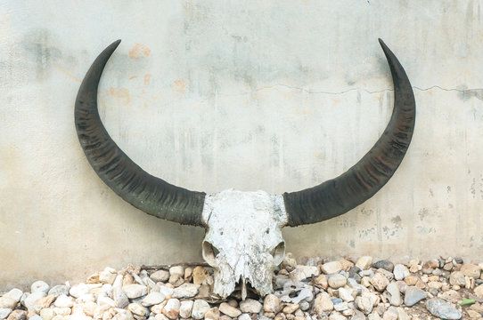 buffalo skull on wall
