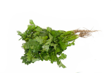 coriander