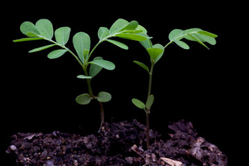 Small plant on pile of soil ,young plant on black background