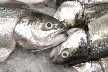 Rainbow Trout