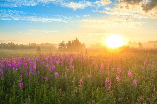 landscape with the sunrise and blossoming meadow © yanikap