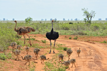Naklejka premium Ostrich