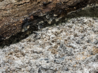 Holzasche