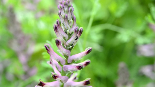 Erdrauch, Fumaria offic., Heilpflanze, Nahaufnahme der Bl&uuml;te