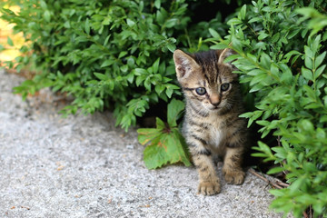 Baby kitten hiding in the garden. Selective focus.