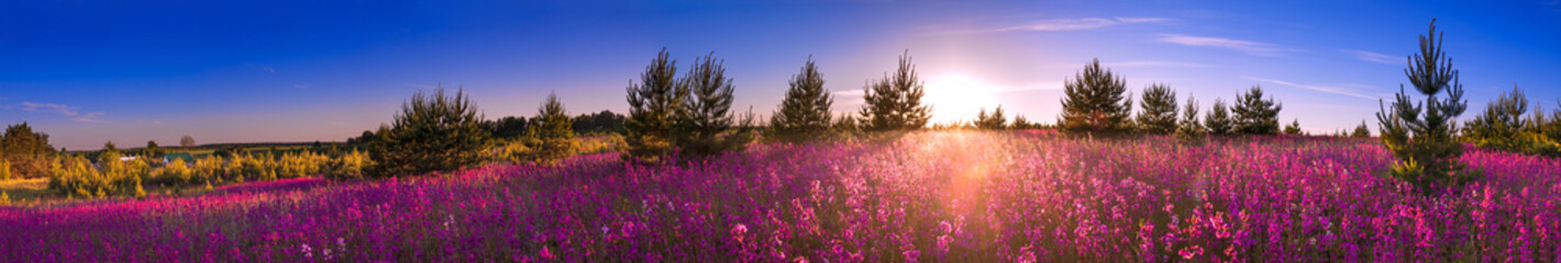paysage d& 39 été avec la prairie fleurie, sunrise.panorama