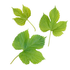 Hop leaves isolated on white
