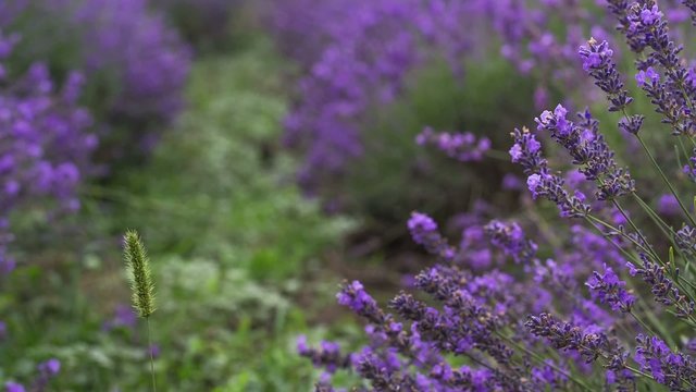 Lavender ina field, video