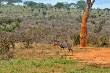 Fototapeta na wymiar Antelope