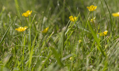 buttercups