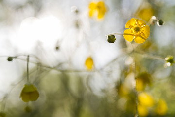 buttercups wallpaper