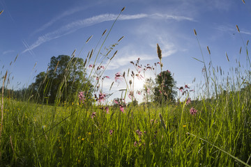 meadow landscape