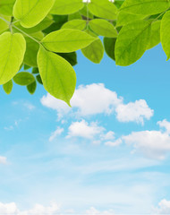 Green leaf with sky  background