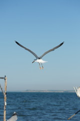 Рыбацкие лодки на берегу