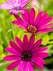 Osteospermum flowers