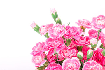beautiful blooming of  pink carnation flowers 