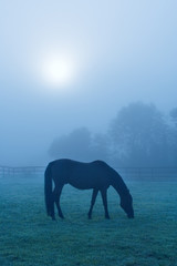 Fototapeta premium Horse Grazing in Blue Fog – A horse grazes in the early morning fog.