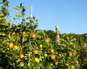 Apples in a kent orchard, with copy space.