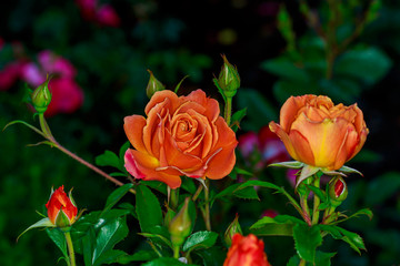 Beautiful Rose in Full Blossom