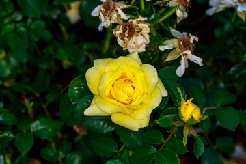Beautiful Rose in Full Blossom