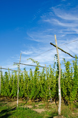 Hop Garden in Kent, England.  Just before harvest. With copy space.