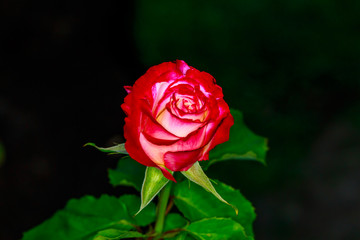 Beautiful Rose in Full Blossom