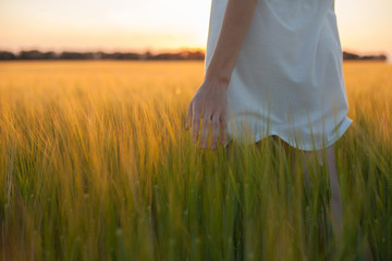 Fototapeta na wymiar woman touching wheat ear in wheat field