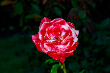 Beautiful Rose in Full Blossom