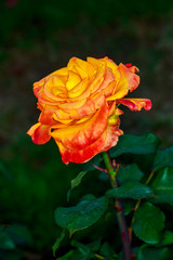 Beautiful Rose in Full Blossom