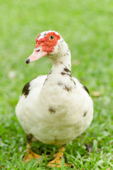 Close up of the white duck on green grass