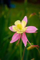 Fototapeta premium Columbine