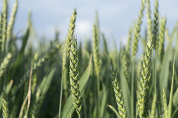 green ears of wheat in a field against the blue sky
