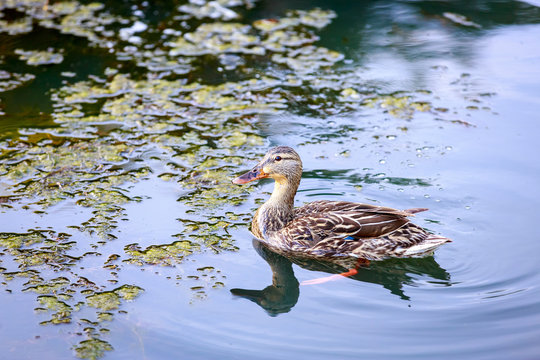 Female Mallard