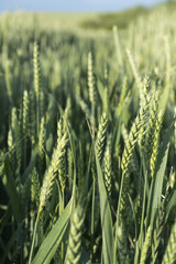 field with green wheat