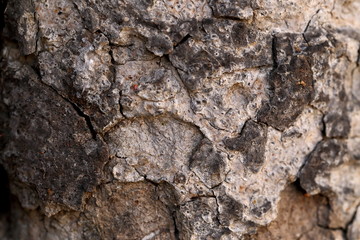 Fototapeta premium Texture background of the bark of a tree