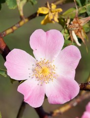 Beautiful pink and yellow flower of dog-rose