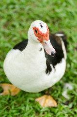 Close up of the duck on green grass