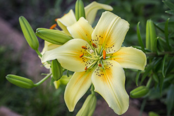 Yellow TIger Lily