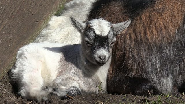 goat kid lying  in the nature